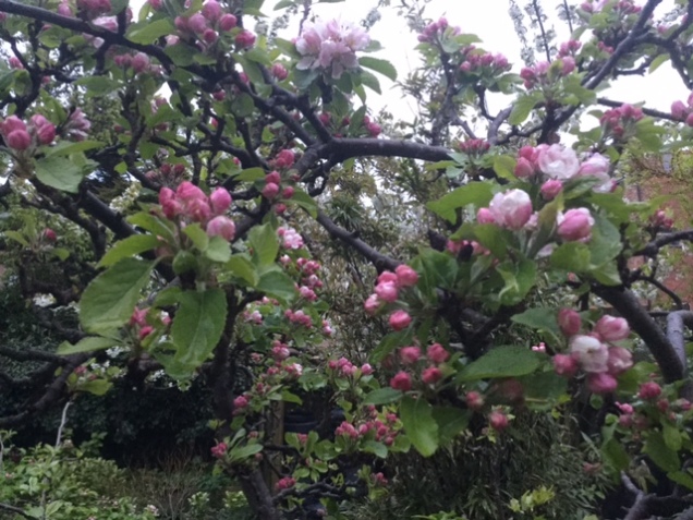 apple n cherry blossom .JPG