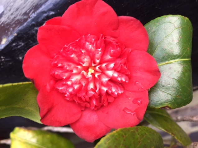 camellia 18 feb 1.JPG