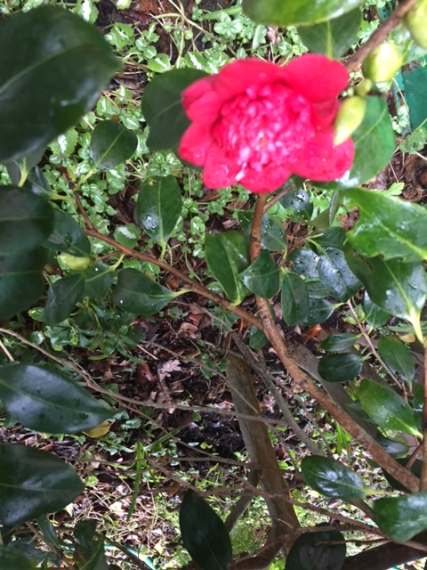 first red camellia of the year 2 feb 2018.JPG