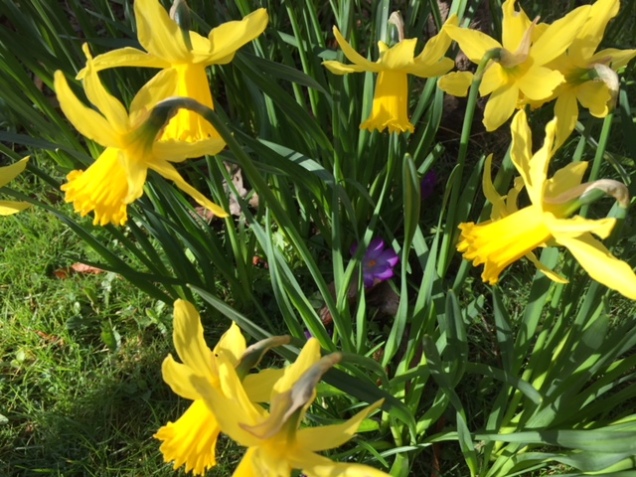 daffodils 25 march